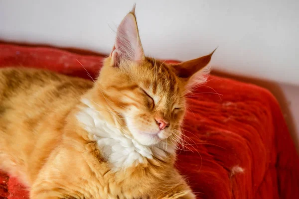 Мэн Кун кот Гигантский Мэн Кун кот. Разведение чистокровных кошек дома — стоковое фото