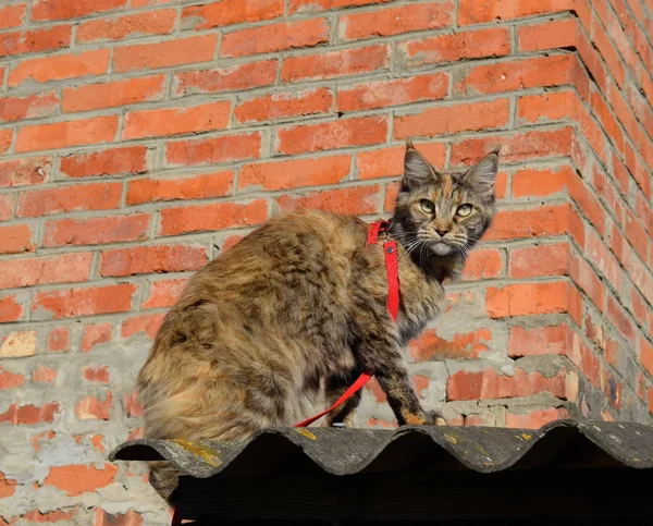Chat Maine Coon Chat Geant Maine Coon Elevage De Chats De Race Pure A La Maison Image Libre De Droit Par Leonid Eremeychuk C