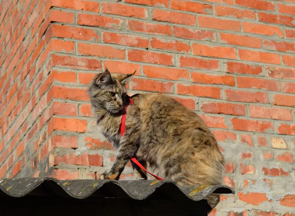 Maine Coon macska óriás maine coon macska. Tenyésztés, fajtatiszta macskák otthon — Stock Fotó