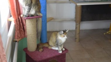 Maine Coon Kedi dev maine coon kedi. Damızlık safkan kediler evde