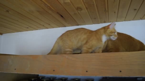 Maine Coon kot gigant maine coon kot. Hodowla w domu koty rasowe — Wideo stockowe