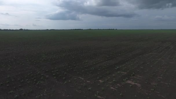 Champ de semis de tournesol. Champ de printemps avec pousses. Champ de tournesol 