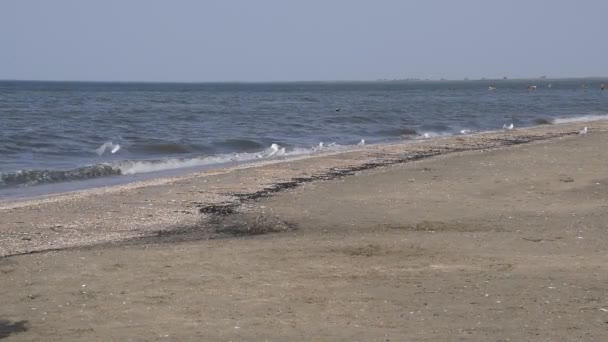 Dziewczyna w niebieskiej sukience biegnie wzdłuż brzegu morza i przeraża mewy. — Wideo stockowe