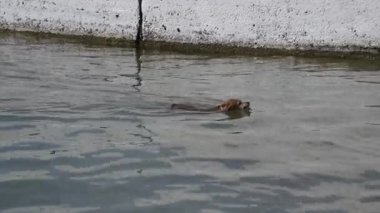 Köpek denizin sahile yüzer. Köpek bir sopa ağzında taşır..