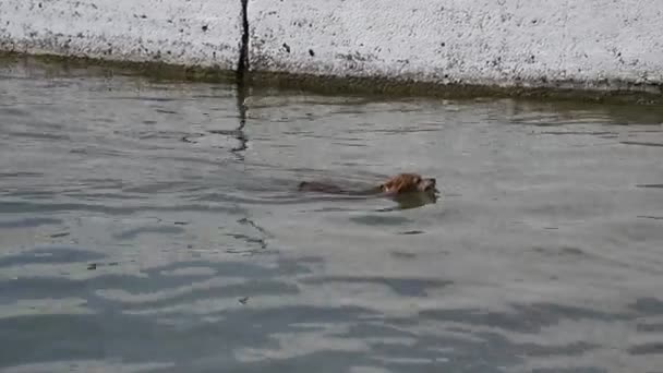 A kutya úszik a partra a tenger. A kutya visz egy botot a szájában. — Stock videók