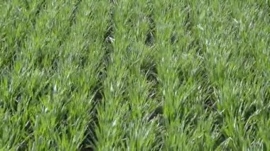 Rüzgarda sallanan genç buğday.