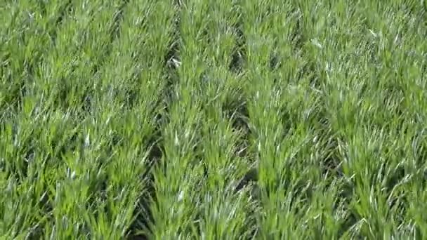 Jeune blé se balançant dans le vent .