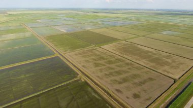 Pirinç su dolu alanlar üzerinde büyüyen. Olgun pirinç alanında, hasat başlangıcı. Kuş bakışı. Sular altında pirinç paddies. Alanları pirinç büyüyen Agronomik yöntemleri. Ekili hangi pirinç suda alanlarla sel.