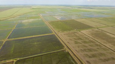 Pirinç su dolu alanlar üzerinde büyüyen. Olgun pirinç alanında, hasat başlangıcı. Kuş bakışı. Sular altında pirinç paddies. Alanları pirinç büyüyen Agronomik yöntemleri. Ekili hangi pirinç suda alanlarla sel.