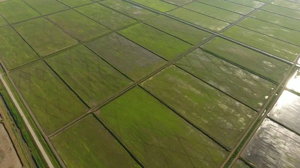 在淹水的田地里种植大米 成熟的大米在田里 收割的开始 鸟瞰图 淹没的稻田 田间种植水稻的农艺方法 用米饭播种的水淹没田地 — 图库照片