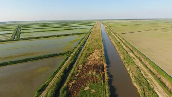Growing rice on flooded fields. Ripe rice in the field, the beginning of harvesting. A birds-eye view. Flooded rice paddies. Agronomic methods of growing rice in the fields. Flooding the fields with water in which rice sown.