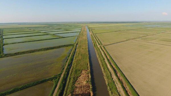 Growing rice on flooded fields. Ripe rice in the field, the beginning of harvesting. A birds-eye view. Flooded rice paddies. Agronomic methods of growing rice in the fields. Flooding the fields with water in which rice sown.