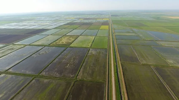 Reisanbau Auf Überfluteten Feldern Reis Auf Dem Feld Der Beginn — Stockfoto