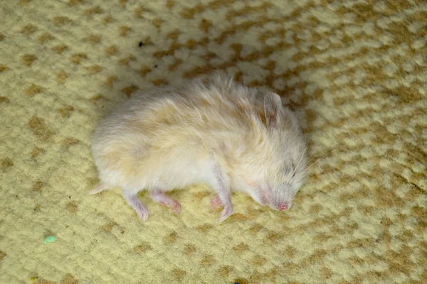 Dead Hamster Lying Carpet Dead Home Rodent Hamster — Stock Photo, Image