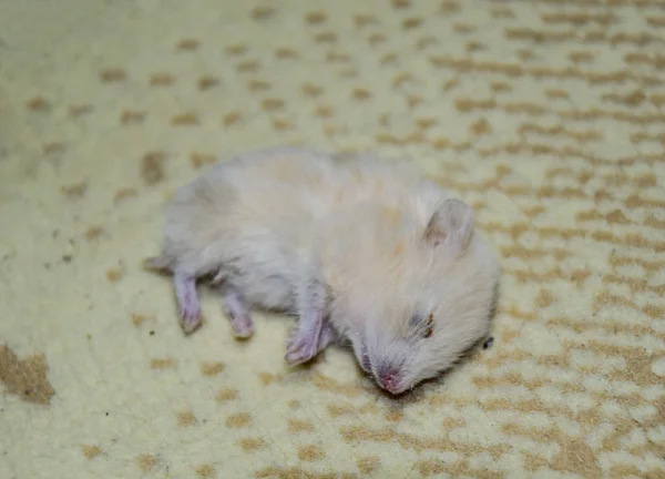 Dead hamster lying on the carpet. The dead home rodent hamster.