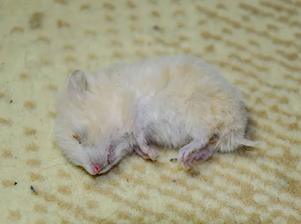 死了的仓鼠躺在地毯上 死屋的啮齿动物仓鼠 — 图库照片