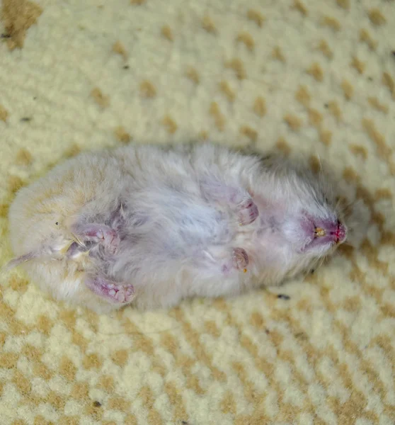 Dode Hamster Liggend Het Tapijt Dood Home Knaagdier Hamster — Stockfoto