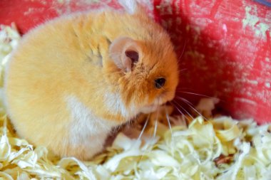 Hamster ev esaret altında tutmak. Talaş hamster. Kırmızı hamster.