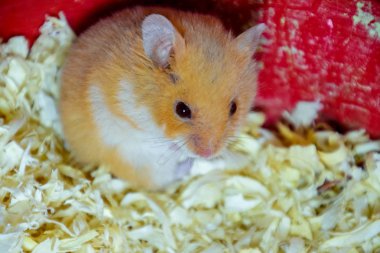 Hamster ev esaret altında tutmak. Talaş hamster. Kırmızı hamster.