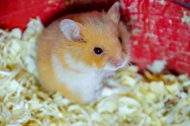 Hamster ev esaret altında tutmak. Talaş hamster. Kırmızı hamster.