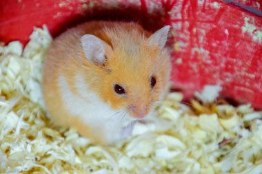 Hamster ev esaret altında tutmak. Talaş hamster. Kırmızı hamster.