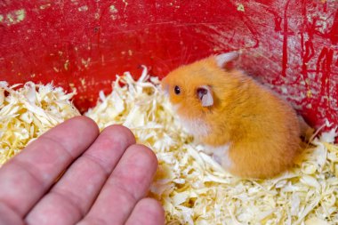 Hamster ev esaret altında tutmak. Talaş hamster. Kırmızı hamster.