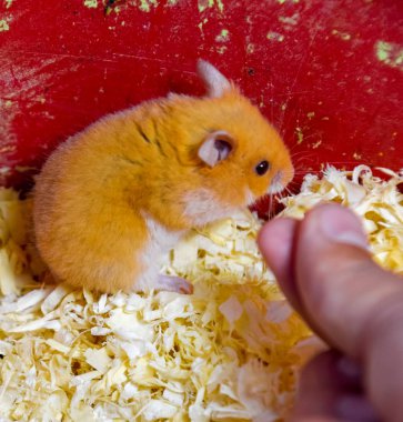 Hamster ev esaret altında tutmak. Talaş hamster. Kırmızı hamster.