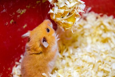 Hamster ev esaret altında tutmak. Talaş hamster. Kırmızı hamster.