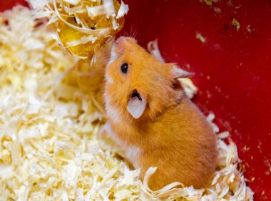 Hamster ev esaret altında tutmak. Talaş hamster. Kırmızı hamster.