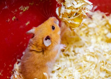 Hamster ev esaret altında tutmak. Talaş hamster. Kırmızı hamster.