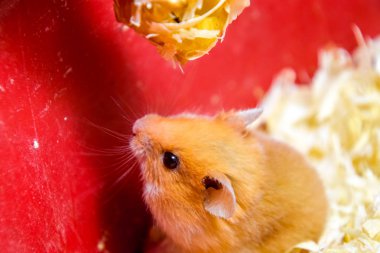Hamster ev esaret altında tutmak. Talaş hamster. Kırmızı hamster.