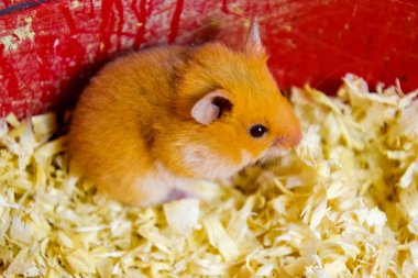 Hamster ev esaret altında tutmak. Talaş hamster. Kırmızı hamster.
