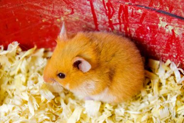 Hamster ev esaret altında tutmak. Talaş hamster. Kırmızı hamster.