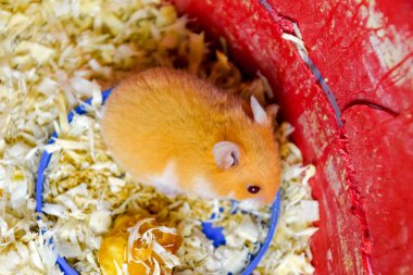 Hamster ev esaret altında tutmak. Talaş hamster. Kırmızı hamster.