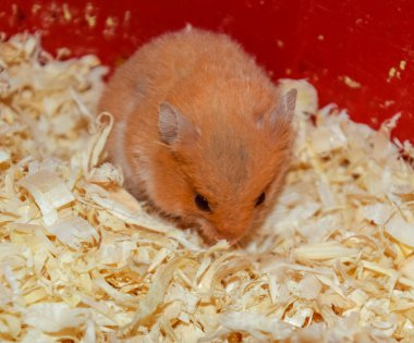 Hamster ev esaret altında tutmak. Talaş hamster. Kırmızı hamster.