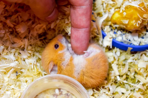 Finger Linjera Buken Hamster Hamster Hem Att Hålla Fångenskap Hamster — Stockfoto