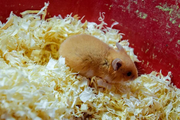 Hamster Thuis Gevangenschap Houden Hamster Zaagsel Rode Hamster — Stockfoto