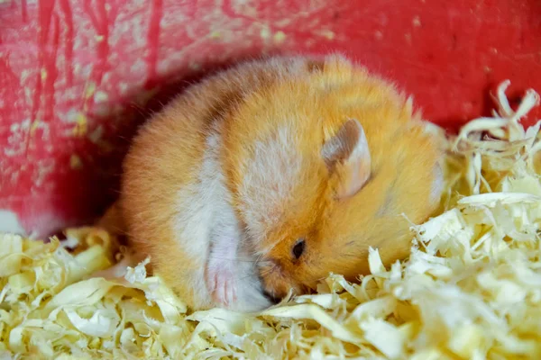 Hamster home in keeping in captivity. Hamster in sawdust. Red hamster.