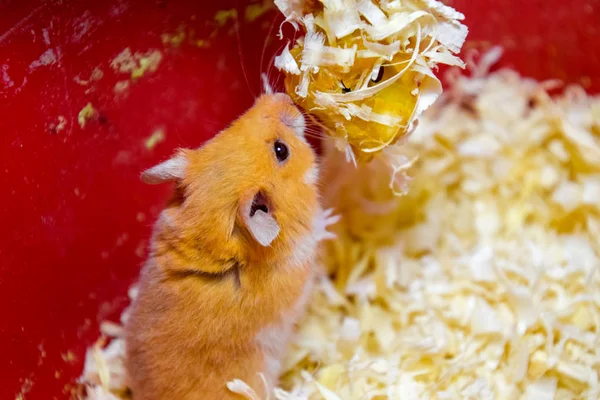 Hamster home in keeping in captivity. Hamster in sawdust. Red hamster.