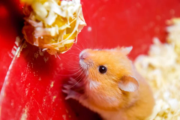 Hamster Hem Att Hålla Fångenskap Hamster Sågspån Röd Hamster — Stockfoto