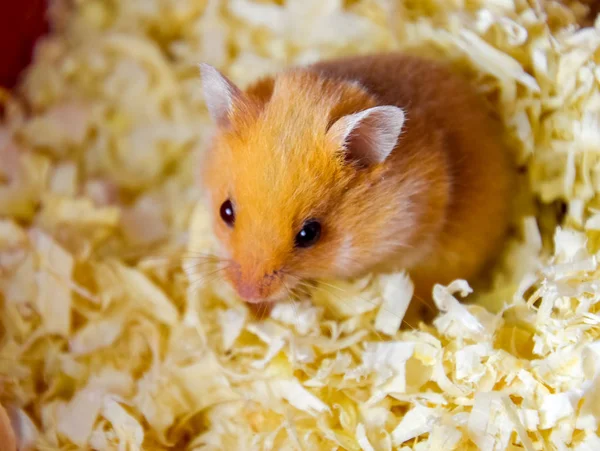 Hamster home in keeping in captivity. Hamster in sawdust. Red hamster.