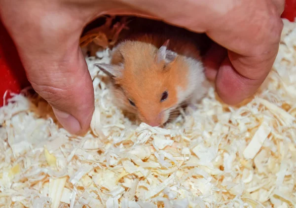 Hamsterheim Gefangenschaft Hamster Sägemehl Rothamster — Stockfoto