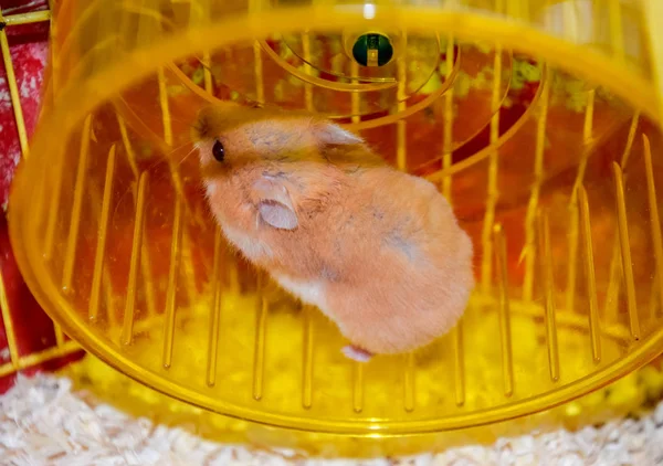 Hamster Thuis Gevangenschap Houden Hamster Draaiende Wiel Rode Hamster — Stockfoto