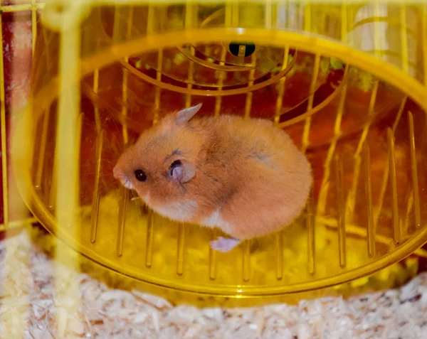 Hamster Thuis Gevangenschap Houden Hamster Draaiende Wiel Rode Hamster — Stockfoto