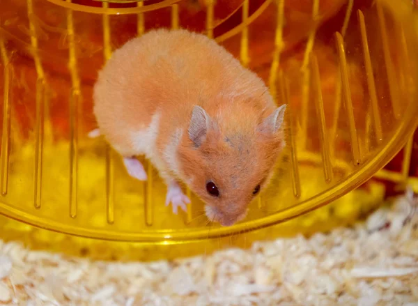 Hamster home in keeping in captivity. Hamster running wheel. Red hamster.