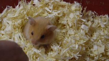 Hamster ev esaret altında tutmak. Talaş hamster. Kırmızı hamster.