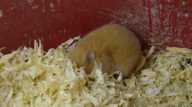 Hamster ev esaret altında tutmak. Talaş hamster. Kırmızı hamster.