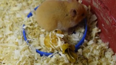 Hamster ev esaret altında tutmak. Talaş hamster. Kırmızı hamster.