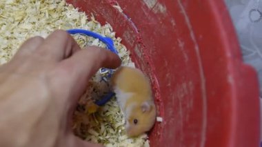 Hamster ev esaret altında tutmak. Talaş hamster. Kırmızı hamster.