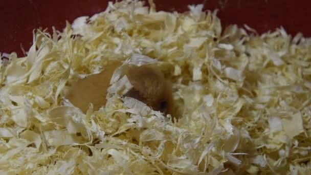 Hamster Home Keeping Captivity Hamster Sawdust Red Hamster — Stock Video